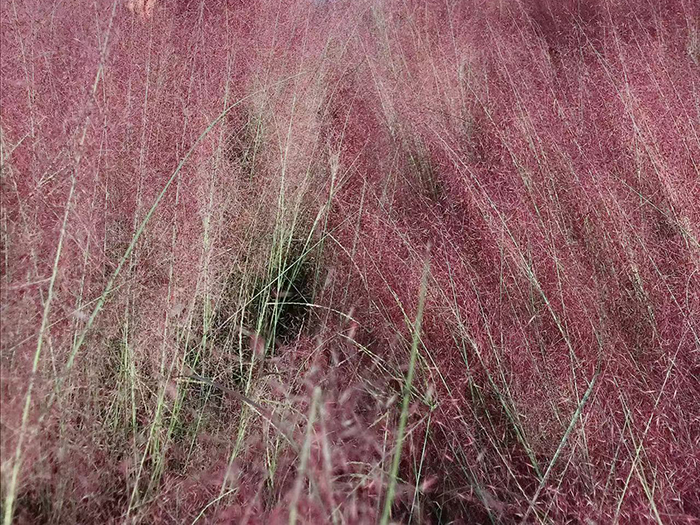 粉黛乱子草