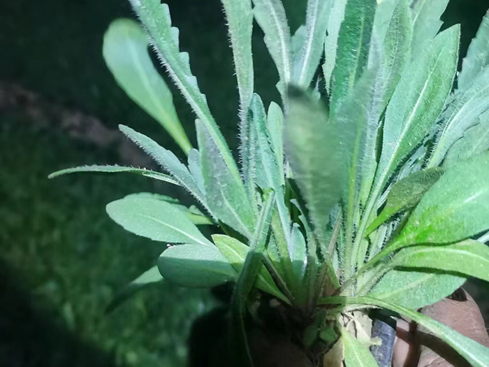 金鸡菊