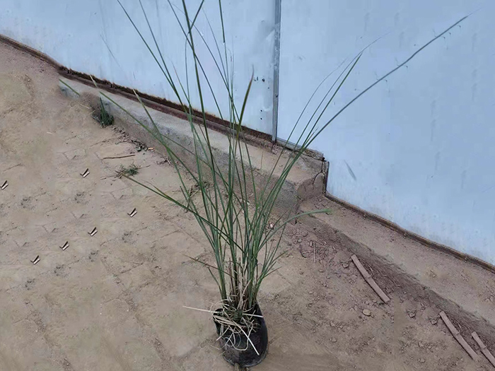 多叶细芽芒.jpg